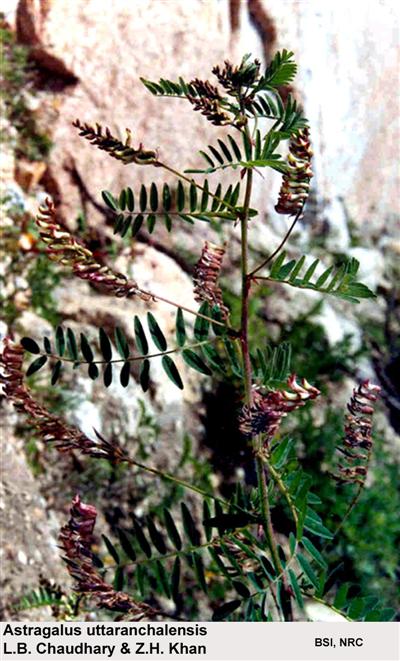 Astragalus uttaranchalensis L.B. Chaudhary & Z.H